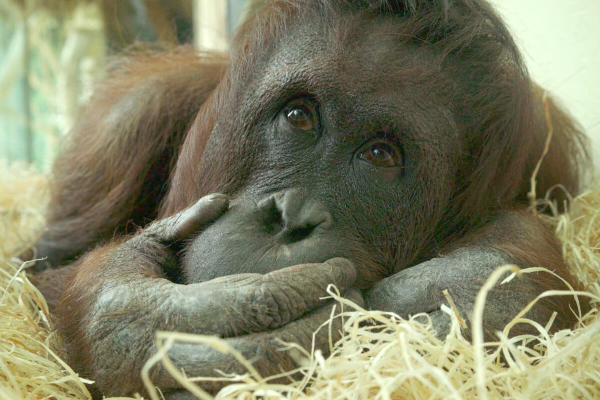 Vienna Zoo Orang Utan